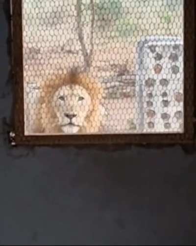 A lion stalks a man outside a mud cabin, that growl is absolutely terrifying 🔊