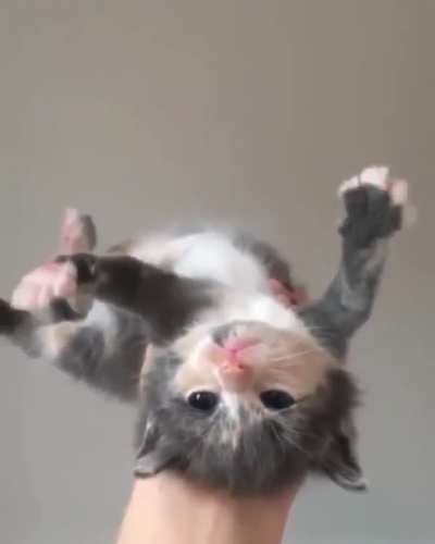 When the Catnip hits