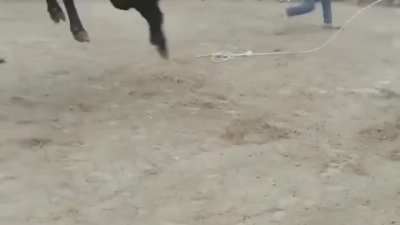 Imagine a 600kg animal in pain jumps on your face. This is what it looks like NSFW NSFL 