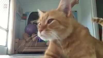 You got to be &ldquo;kitten&rdquo; me.
