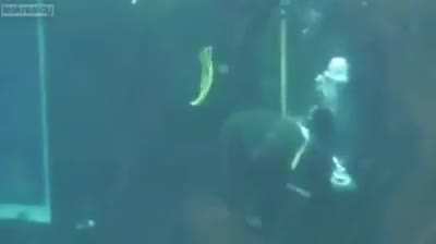 trying to ride a shark?