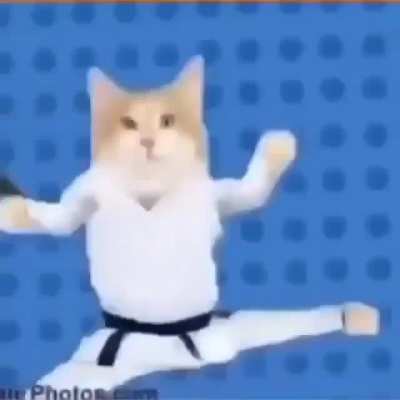 epin cat dance!