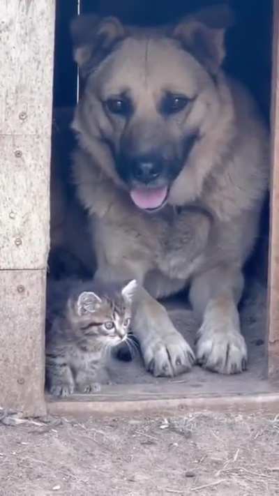 A new neighbor.