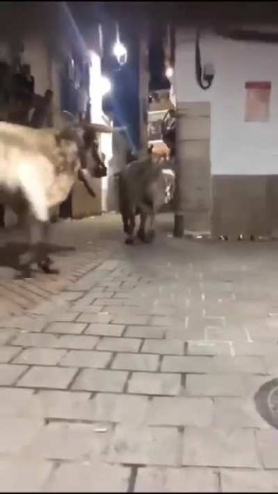 Why are they running?