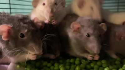 20 Lil&rsquo; grabbies
