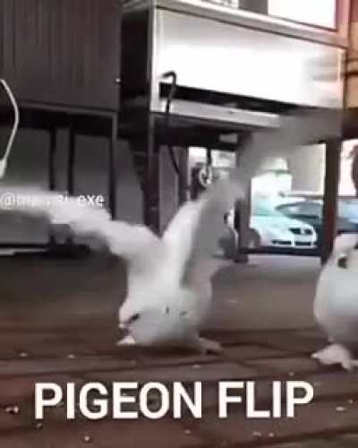 Pigeon Flip Pigeon Flip