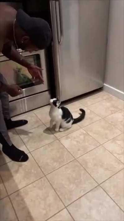 What breed of dog is this?