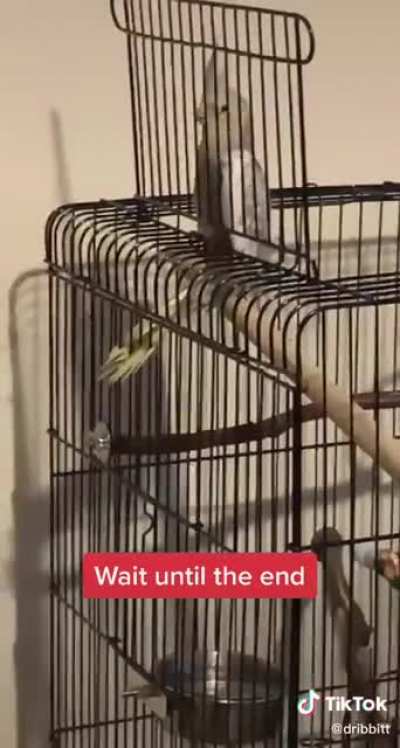 Bird scream