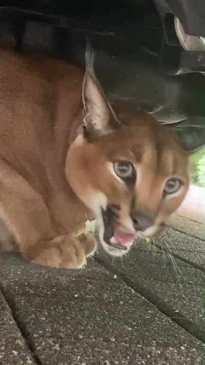 There&rsquo;s a strange hissing noise coming from under the car