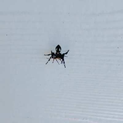 Spider eats spider.