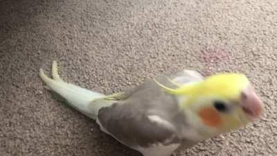 He keeps doing this whenever I&rsquo;m near him, I know it&rsquo;s normal baby noises. I&rsquo;ve tried giving him food and attention but that doesn&rsquo;t work. He&rsquo;s completely uninterested in training despite being eager a few days ago. Anything I can do about it or do I have