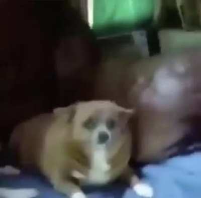 Funny dog