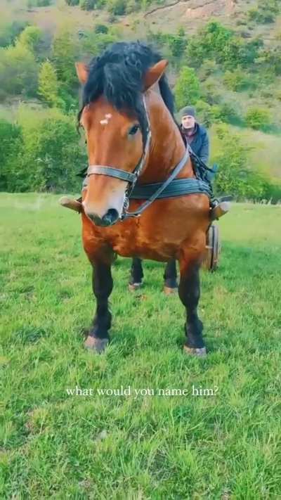of a horse