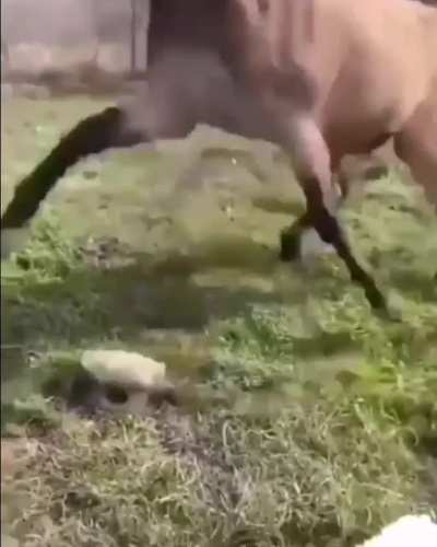 poor horse