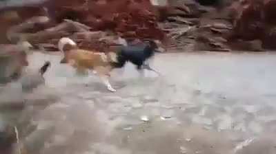 herkesin denemek istediği nadir şeylerden