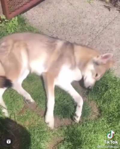 Racist wolves
