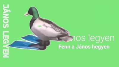 Janos the duck