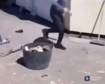 Flamingo move