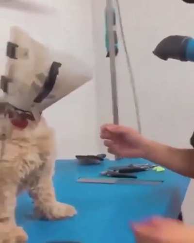 Cellbit com o lobinho depois de ser castrado kkkkkk