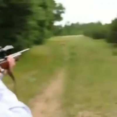 Poor little deer