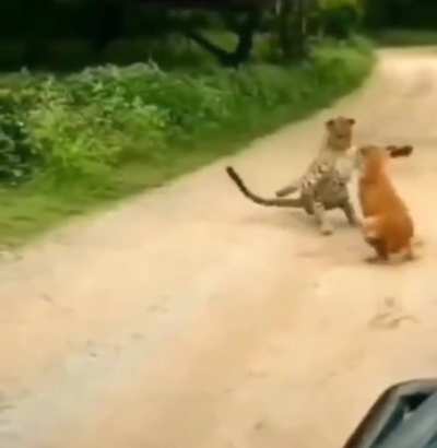 surprise!