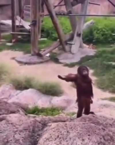 🐵🫴🏽