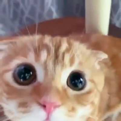 Such a cute face