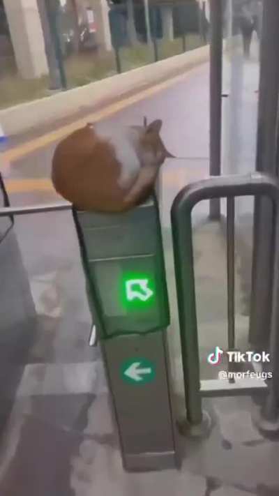 Cat videos