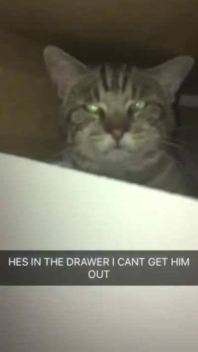 My cat doesn&rsquo;t like being disturbed