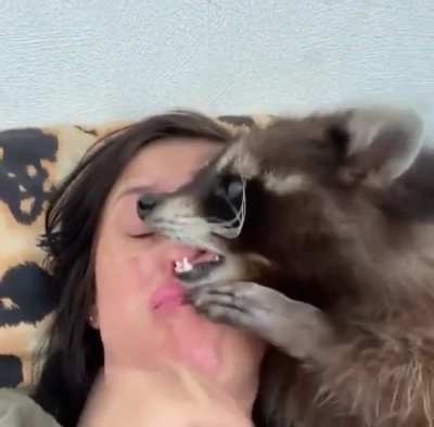 Pet raccoon 🤔 would y&rsquo;all have one ?