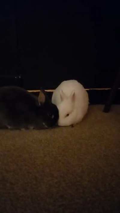 "KISS ME! - NO, YOU KISS ME!" (OC)