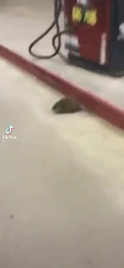 Rat