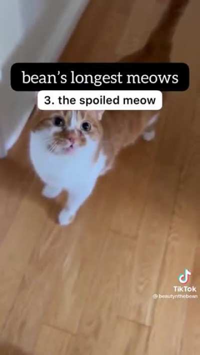 bean&rsquo;s longest meows