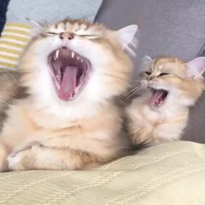 Smol yawn