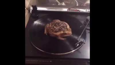 Pyro Froggy?