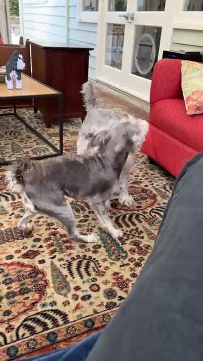 Perfectly cut growl