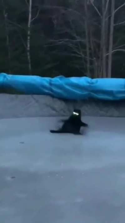 The black Fury.