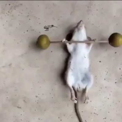 Never give up 🏋️&zwj;♀️😂😂