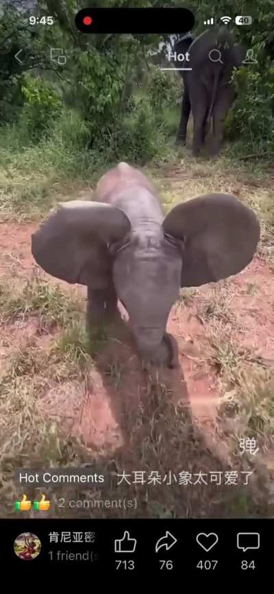 Wild elephants in Kenya