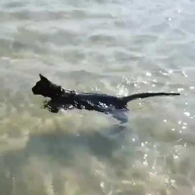 Rare footage of a cat enjoying a good swim 💜