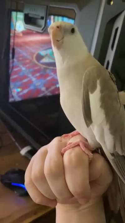 Here&rsquo;s Peeko again, telling me about all the partying she did while I was at work