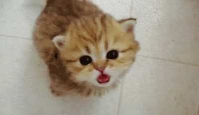 mieo!