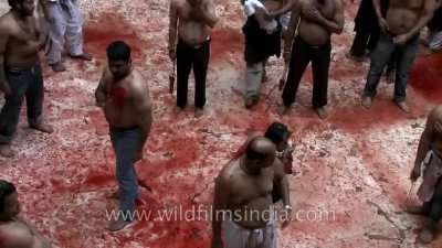 Shia Muslims celebrating Muharram. This festival is mourning day for their beloved god Ali accompanied by self flagellation and fasting.