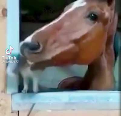 Bye 🐱