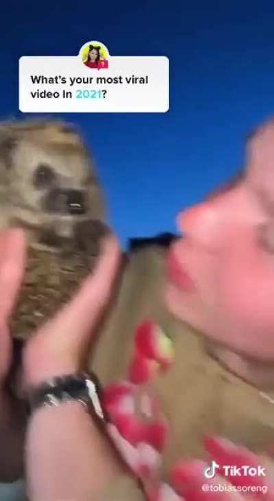 Drunk Norwegians + hedgehog