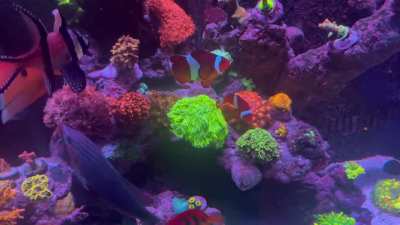 20 months into my Reef