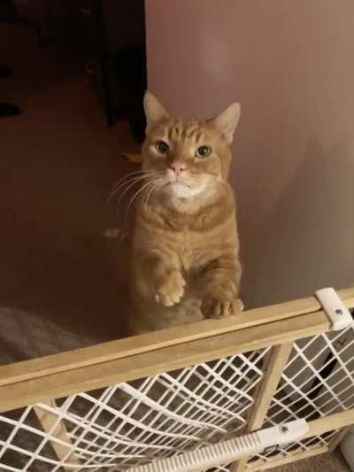 Dill&rsquo;s thoughts on treats
