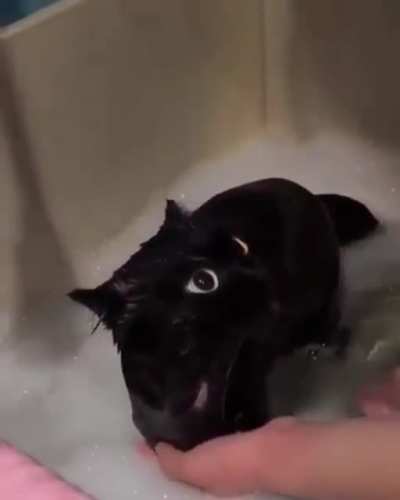 How to bath your dragon