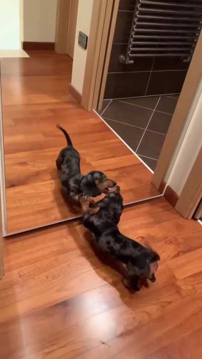 My dachshund being Dachshund