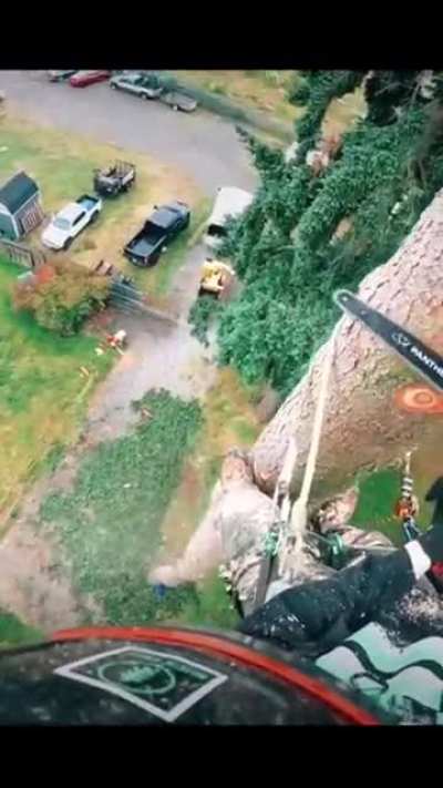 Cutting down a tree suffering from root rot
